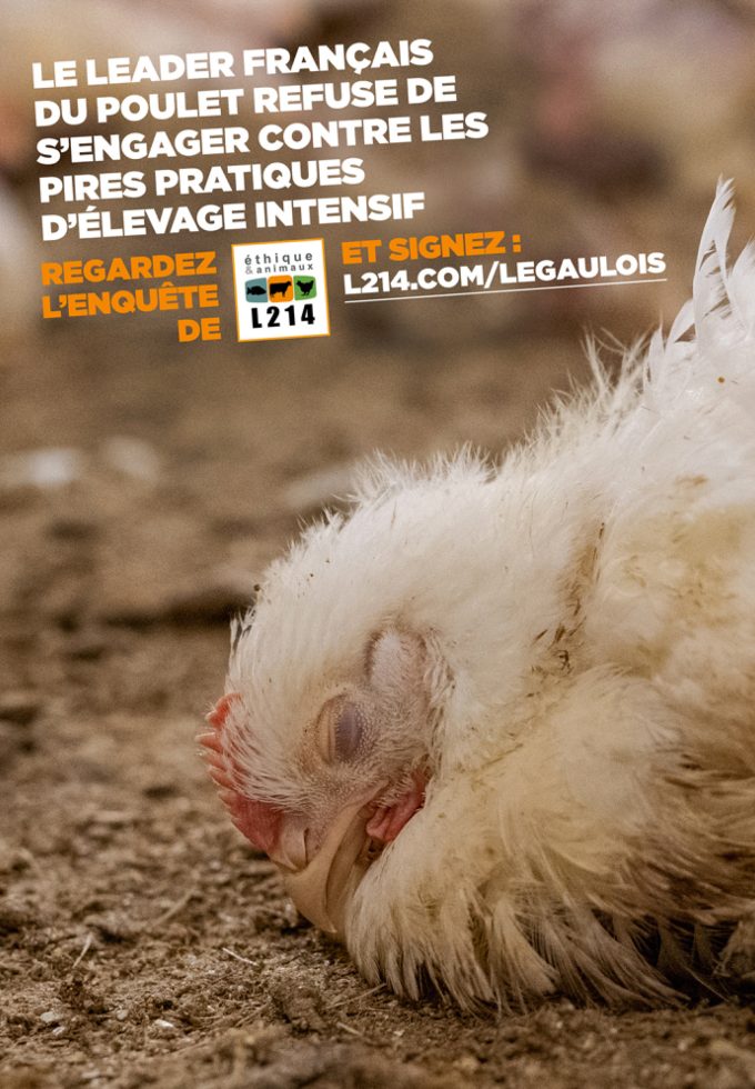 Affiche percutante pour L214
